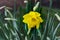 Single yellow daffodil narcissus flower blure background