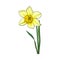 Single yellow daffodil, narcissus spring flower with stem and leaves