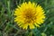 A single yellow dandelion close-up in grass. Top view of dandelion flower with positive saying. High quality photo
