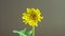A single yellow dandelion flower and a beetle running around the flower