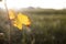 Single yellow dry grapevine leaf in autumn time