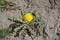 Single yellow flower of dandelion in the dirt