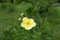 Single yellow flower of Dasiphora fruticosa