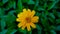 A single Yellow flower with grassy background or leafy background. Its a daisy.