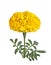 Single yellow flower of a marigold isolated