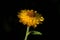 a single yellow flower that is on a stem in the dark