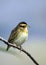 Single Yellow-fronted Canary bird in zoological garden