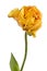Single yellow full tulip