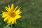 Single Yellow Goldenaster Wildflower