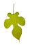 Single yellow-green mulberry leaf over the white