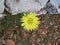 A single yellow hawkweed wildflower