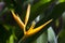 Single Yellow Heliconia