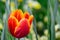 Single Yellow laced Red Tulip Green Background