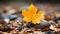 a single yellow maple leaf sits on top of a pile of fallen leaves