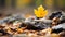 a single yellow maple leaf sits on top of a pile of fallen leaves