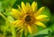 Single yellow marguerite / daisy blossom,bright sunlight on blurred natural green background