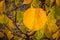 Single yellow orange autumn apricot leaf against background of leaves and twigs, healthy organic food grown sustainable in family