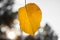 Single yellow orange autumn apricot leaf at an angle against bokeh blurred background, healthy organic food grown sustainable in f