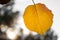 Single yellow orange autumn apricot leaf framed right, against bokeh blurred background, healthy organic food grown sustainable in