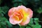 A Single Yellow and Peach Mardi Gras Rose