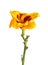 Single yellow and red flower of a daylily isolated