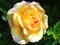 Single yellow rose