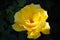 Single yellow rose with dark background