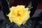 A single yellow rose, solitary, flowery, in a domestic garden with the green background out of focus