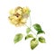 Single yellow rose on white background