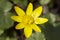 Single yellow spring flower Anemone hepatica in the garden