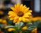 a single yellow sunflower in front of a building