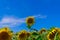 Single yellow Sunflower rising above the crop in a summer field