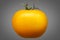Single yellow tomato isolated on grey background