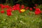 Single yellow tulip gesneriana between red tulips