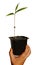 Single young bamboo plant in small rectangular plastic flowerpot held by young child in right hand
