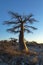 Single young baobab tree at sunrise on Kubu Island