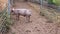 Single young dirty pink domestic pig with curly tail poking her nose through wire fence