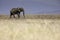 Single young elephant walking across the grasslands of Amboselli National Park, Kenya Africa