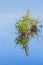 Single young mangrove growing in Florida wetlands