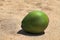 Single young new green coconut resting on hot sunny sand