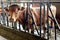 Single young ox feeding in a winter barn