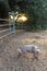Single young pink dirty domestic pig with cute curly tail, one hoof raised entire pet pig visible, sunset light
