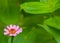 Single young pink Zinnia flower on bottom left