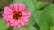 Single young pink Zinnia flower about to bloom