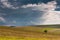 Single young tree on agricultural field, dramatic storm clouds