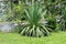 Single Yucca perennial tree plant with long evergreen tough sword shaped leaves growing in shape of small shrub in home garden