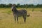 Single zebra standing in Nyika National Park, Malawi. Full length.