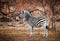 Single Zebra surrounded by fire-scorched trees. Kruger National