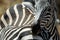 Single zebra, Tarangire National Park, Tanzania