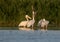 Singles and groups of great white pelican